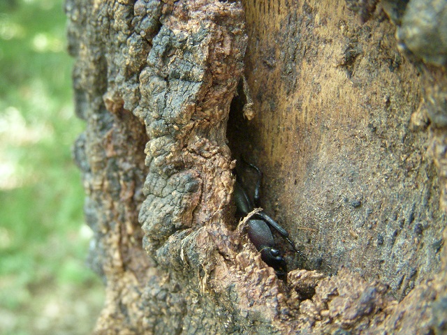 ���������ǃm�R�M����