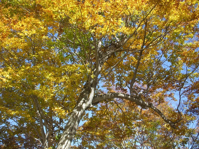 ���F�ɐ��܂����u�i