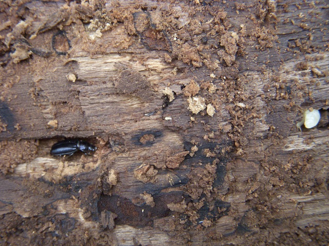 �������Ɨc��