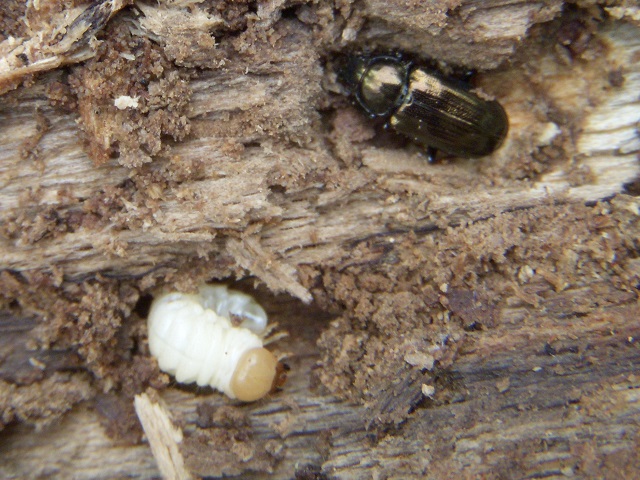 �������Ɨc��