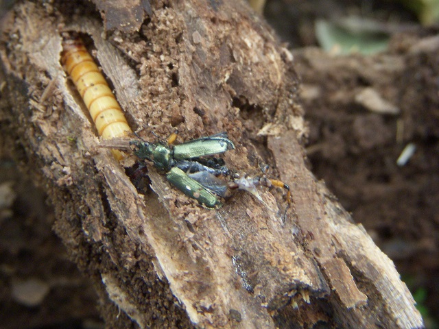 �g�E�J�C�R������������^^;