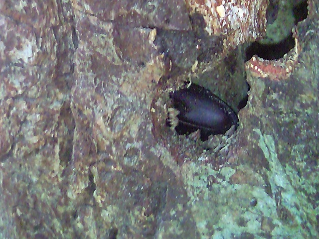 �R�����[