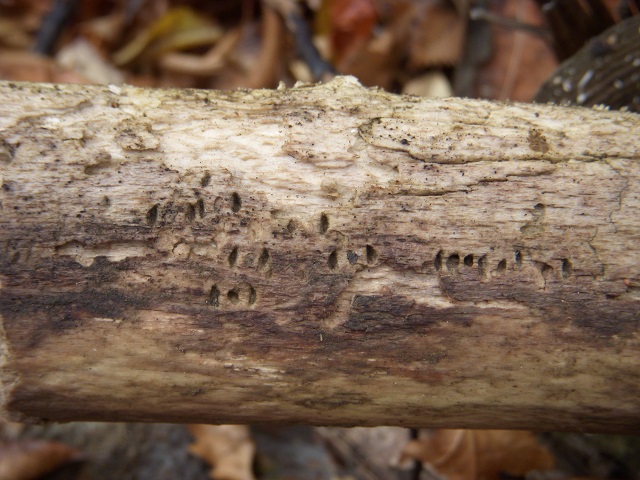 �Y���}�[�N