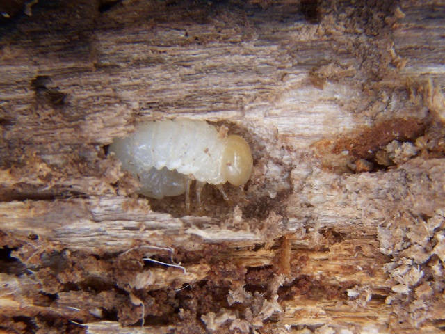 �g�E�J�C�R�����c��