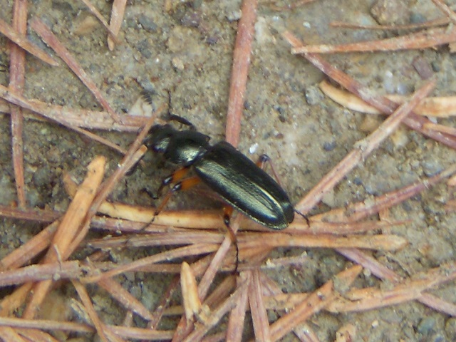 �g�E�J�C�R������