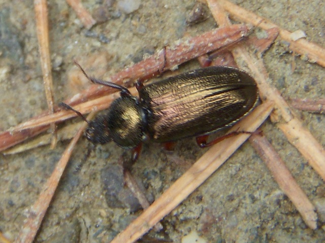 �g�E�J�C�R������