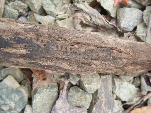 �Y���}�[�N