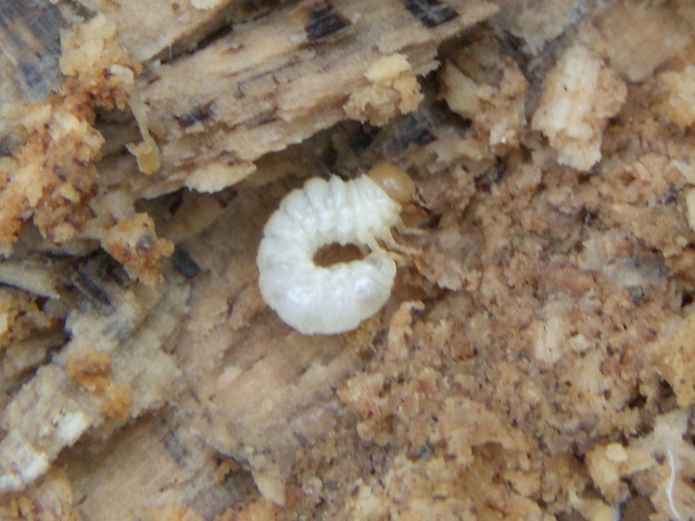 �����c��