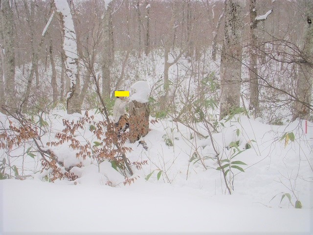 ��������o�����̘Z����