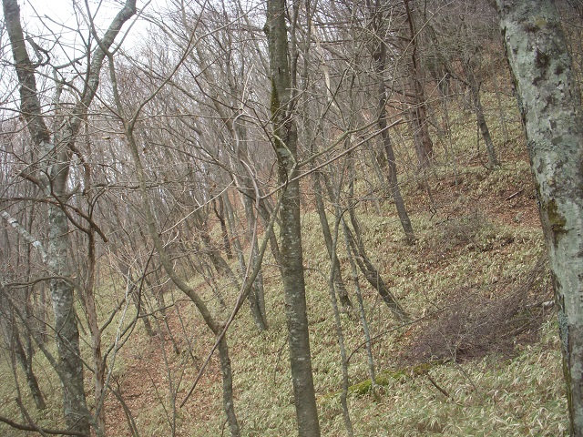 ���������̂��|�C���g