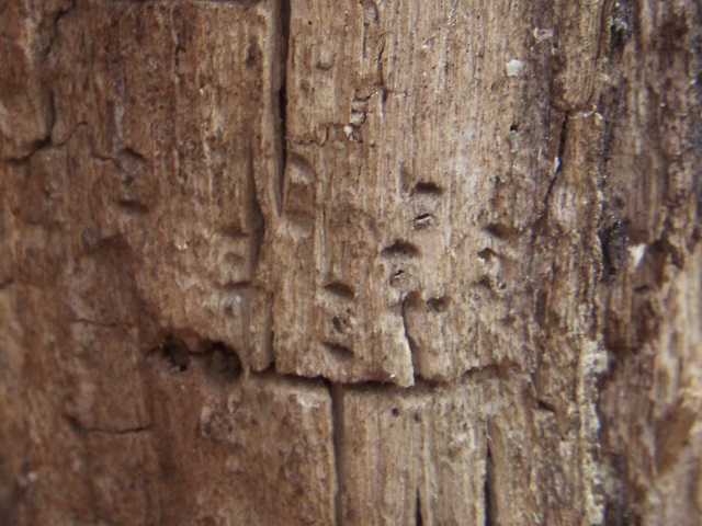 �Y���}�[�N