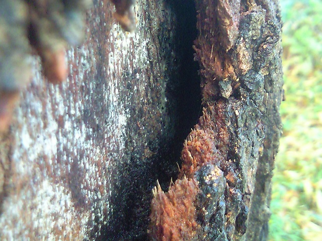 ����ۂ̃N�k�M