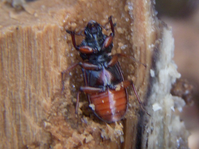 �g�E�J�C�R������