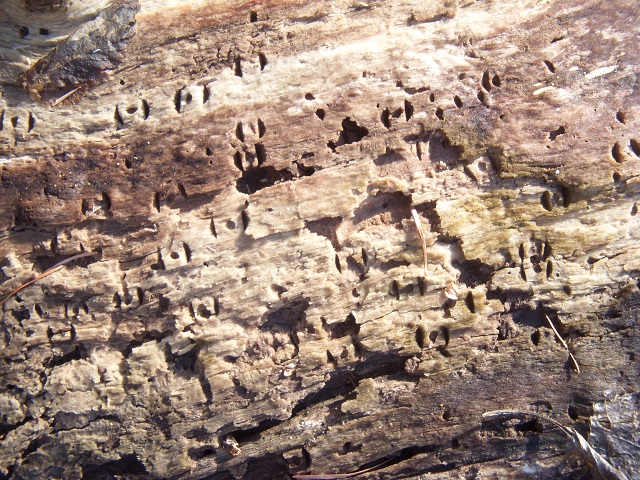 �Y���}�[�N