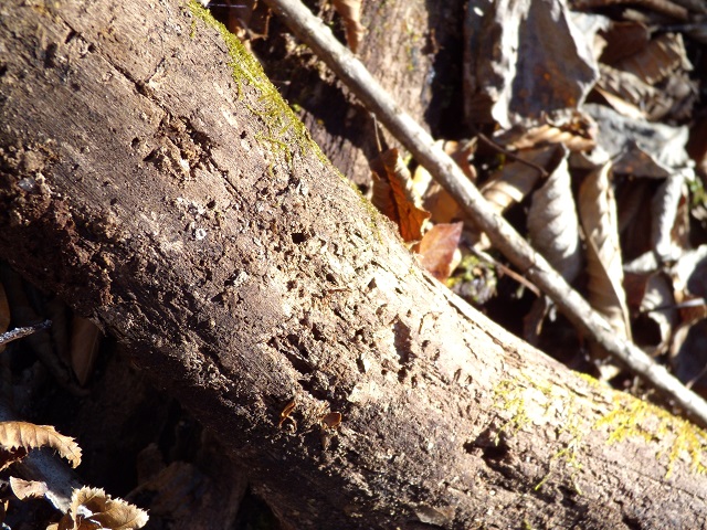 �Y���}�[�N