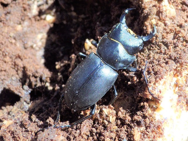 �q���I�I��