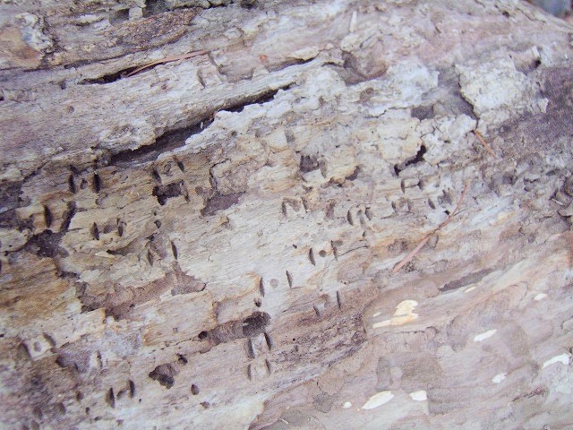 �����̎Y���}�[�N