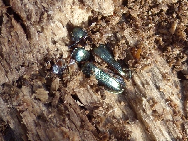 �o���o��