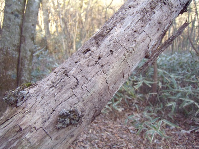 �Y���}�[�N