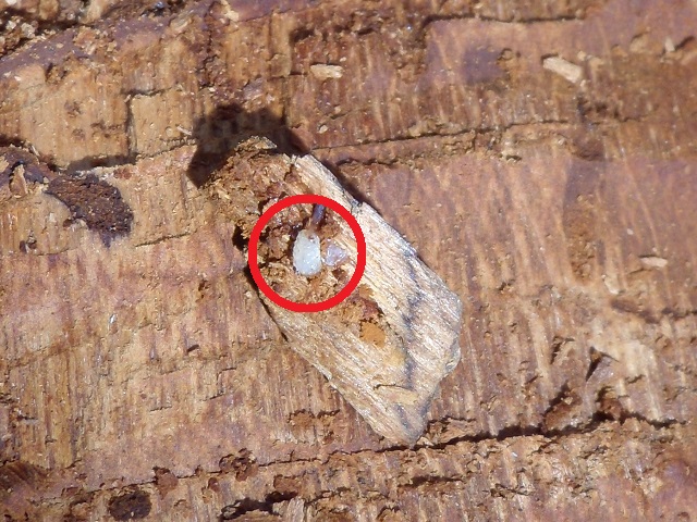 �}�_���c��