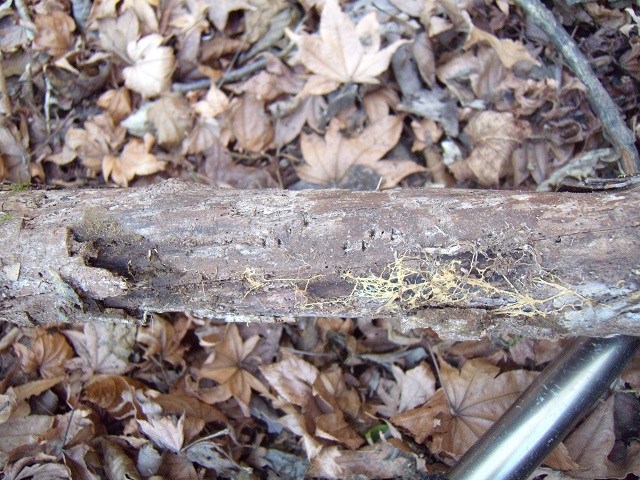 �Y���}�[�N