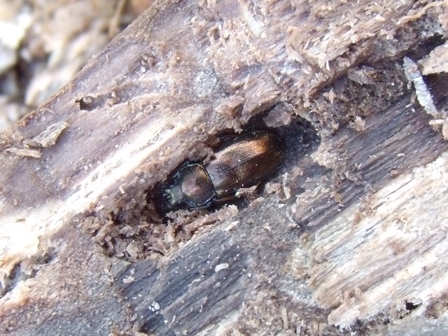 �g�E�J�C�R������