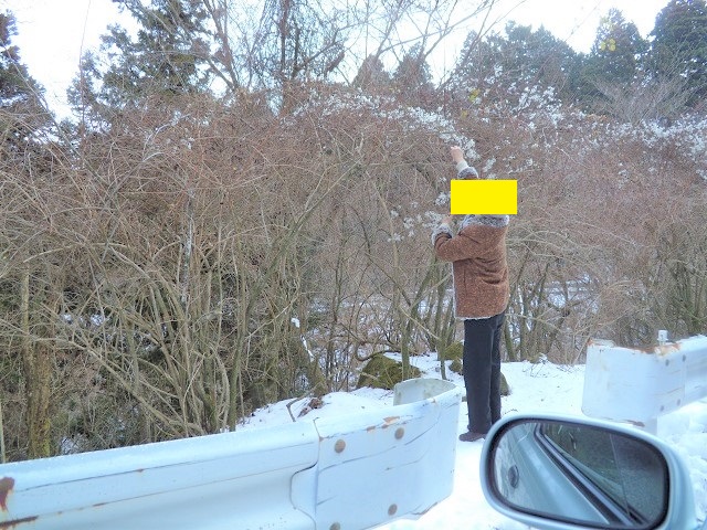 Ȑ̒łR쑐