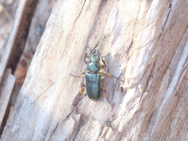 �z�\�c��������