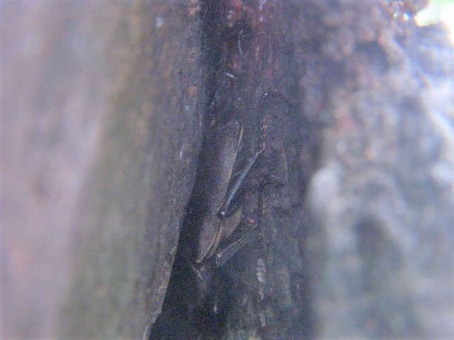 XW