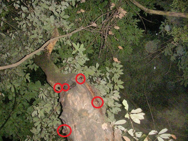 �R����J�u�g��