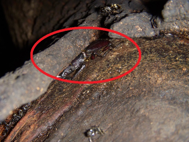 �q���^��(���傤����񎁎B�e)