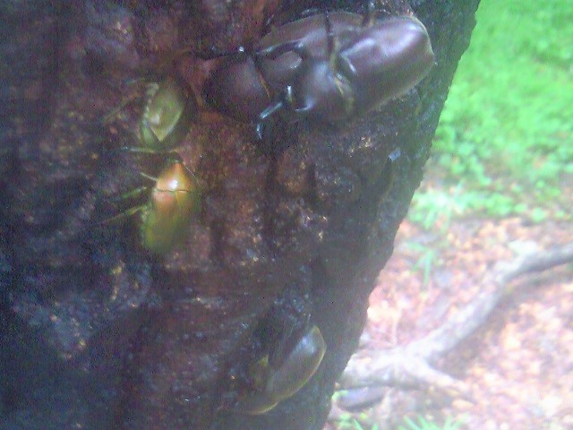 �J�u�g1��2��