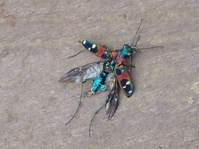 �n���~���E瀎���