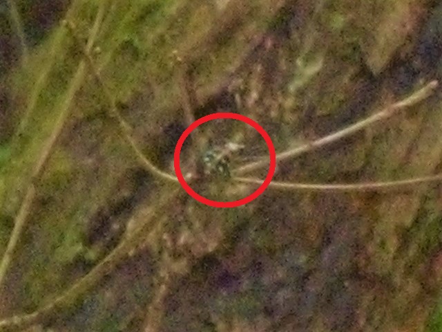 �}�ɗ��܂�n���~���E