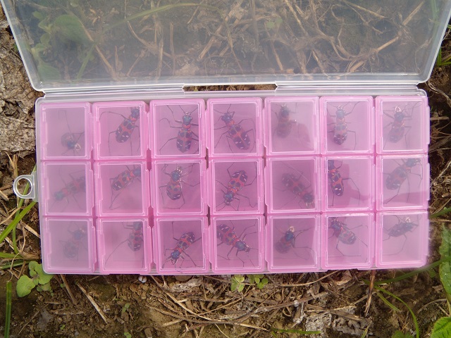 �n���~���Ex21��