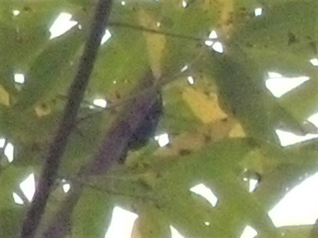 �q���I�I��