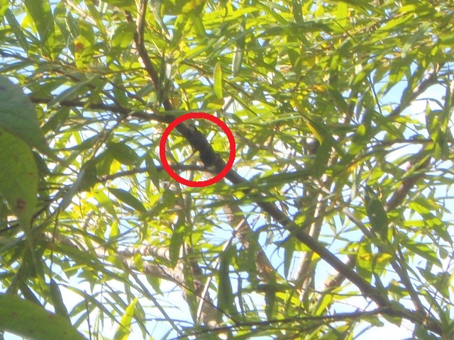 �q���I�I��