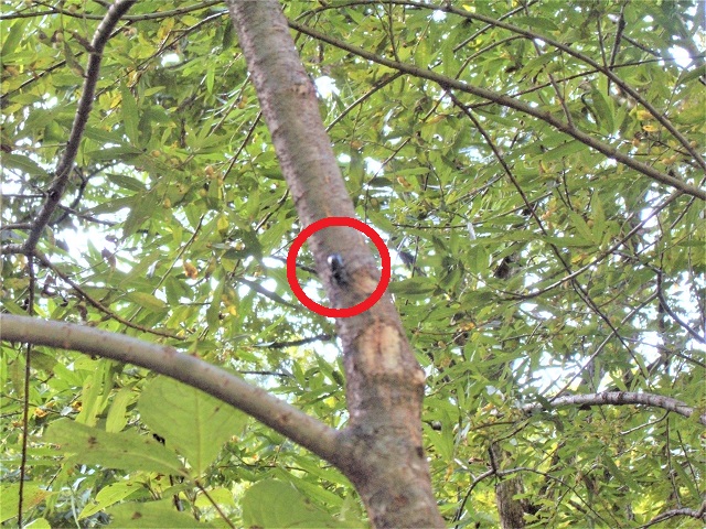 �A�J�A�V��