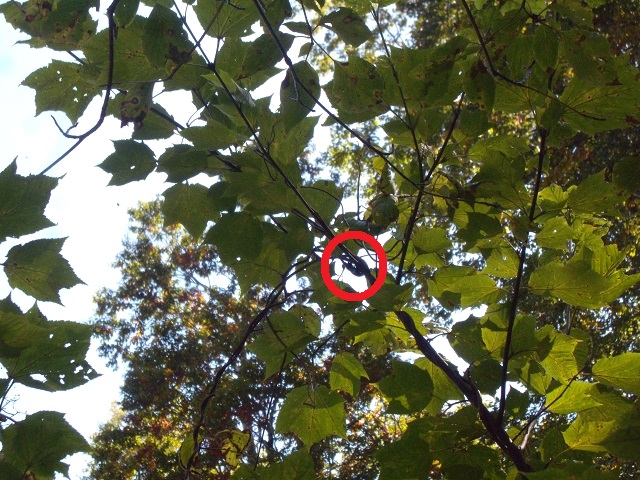 �q���I�I��