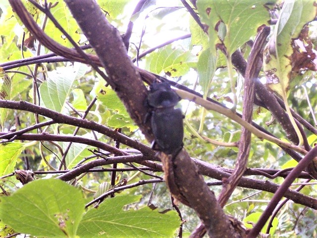 �o�o�������q���I�I��(�u�����v�Ƃ����Ӗ�)