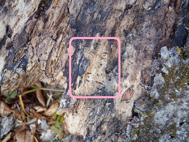 �Y���}�[�N