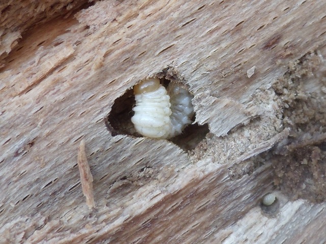 �����n�c��