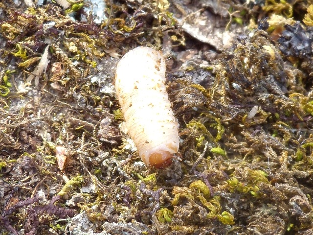 �I�I�`���C���n�i���O���c��