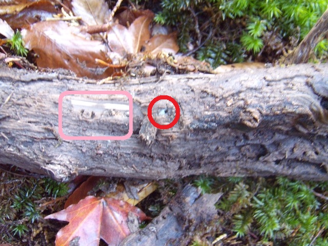 �Y���}�[�N�ƃg�E�J�C�R�����c��?