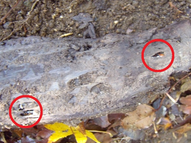 �g�E�J�C�R�����y�A