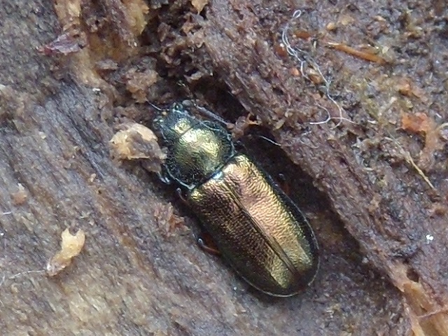 �g�E�J�C�R������