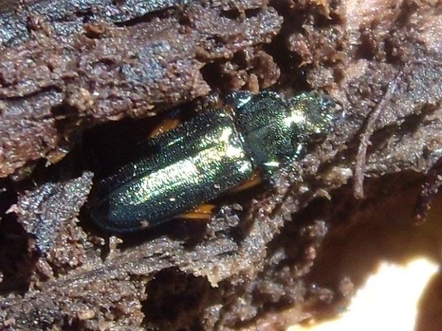 �g�E�J�C�R������