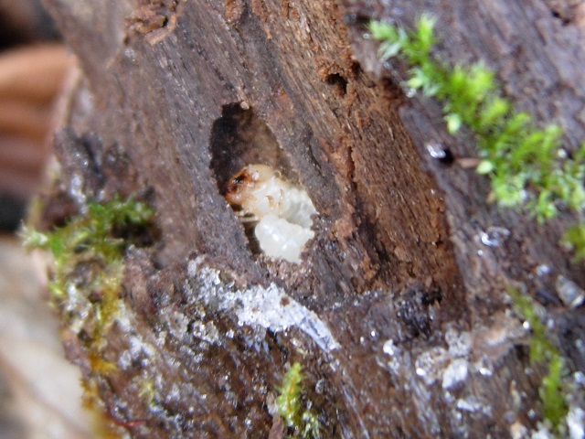 �����c��