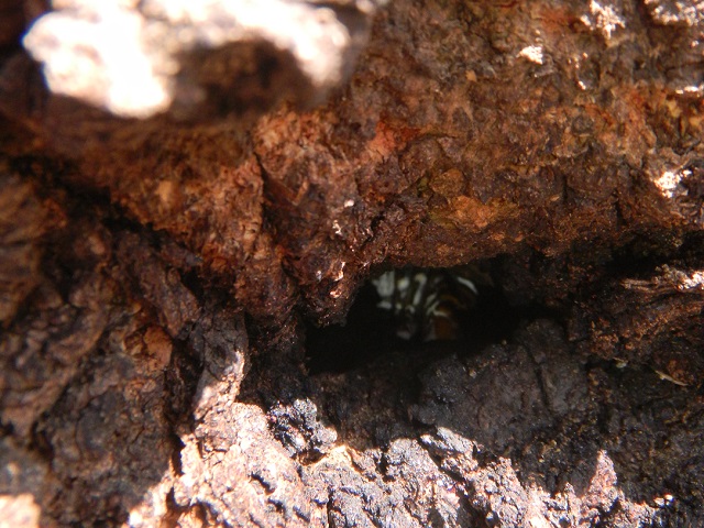 �R�u���A���킪����^^;