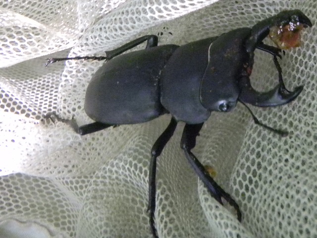 �A�~�̒��̃q���I�I��